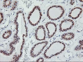 GOLM1 / GP73 / GOLPH2 Antibody (clone OTI4B3, Carrier-free)