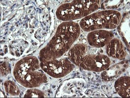 DDT / Dopamine Tautomerase Antibody (clone OTI1H3)