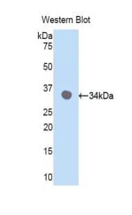 CDK7 Antibody (aa12-295)