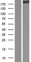 Human FLNA / Filamin A Protein (Over-Expression Lysate Myc-DDK (Flag))