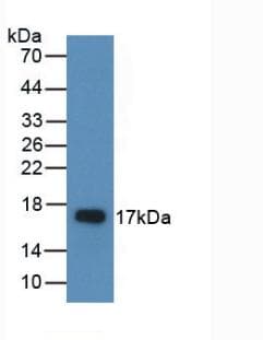 AREG / Amphiregulin Antibody (aa97-243)