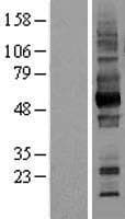 Basigin / Emmprin / CD147 Protein (Over-Expression Lysate Myc-DDK (Flag))