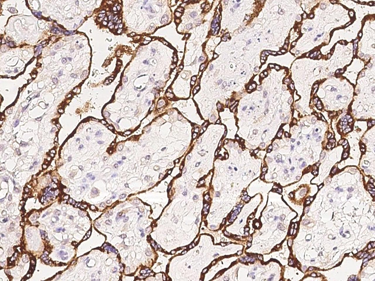 HAP1 Antibody