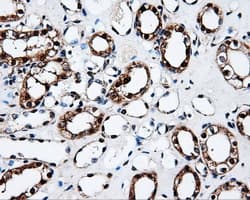FAHD2A Antibody (clone OTI5A7)