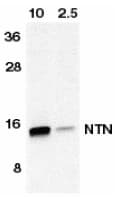 NRTN / Neurturin Antibody