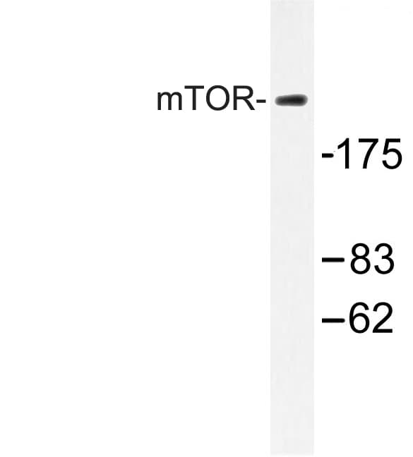 MTOR Antibody (Ser2442)