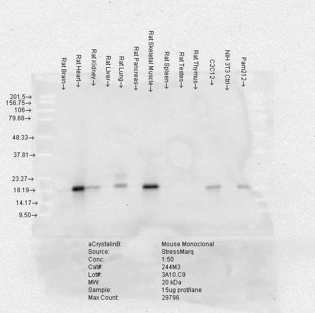 CRYAB / Alpha B Crystallin Antibody (clone 3A10.H4, APC)