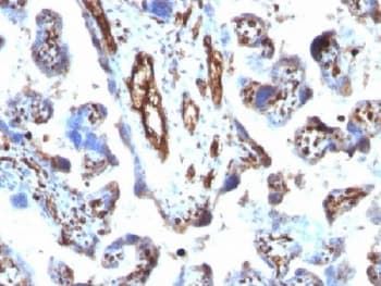 MSN / Moesin Antibody (clone MSN/491)