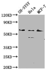 RANBP10 Antibody