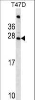 FIGLA Antibody (aa108-137)