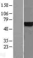CYB5R4 Protein (Over-Expression Lysate Myc-DDK (Flag))