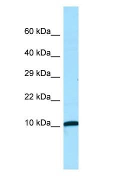 NDUFA1 Antibody (aa11-60)