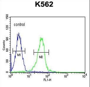 Polyclonal Rabbit anti-Human KCNJ6 / GIRK2 Antibody (aa26-55, IHC, WB)