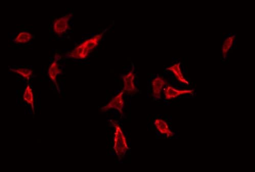 RHOG / ARHG Antibody