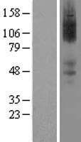 Human ADRA2A Protein (Over-Expression Lysate Myc-DDK (Flag))