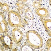 BCAR3 Antibody (C-Terminus)