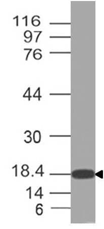 HMGB3 Antibody