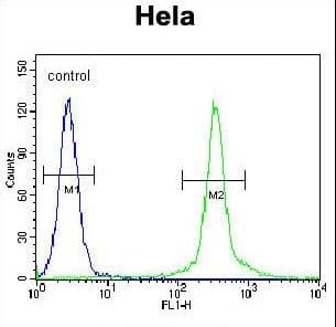 CMPK2 Antibody (aa142-170)
