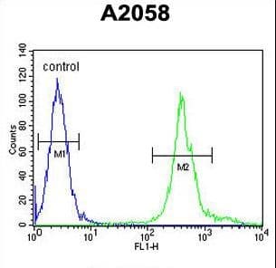 MRPS24 Antibody (aa21-50)