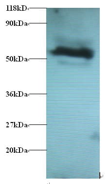 GABARAPL2 / ATG8 Antibody