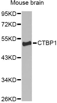 CTBP1 / CTBP Antibody
