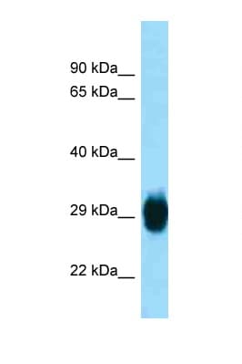 SKA1 Antibody (aa51-100)
