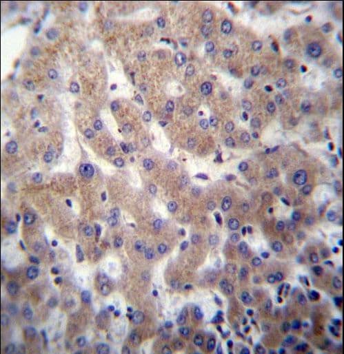 POFUT2 Antibody (aa228-257)