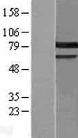 PRKCG / PKC-Gamma Protein (Over-Expression Lysate Myc-DDK (Flag))