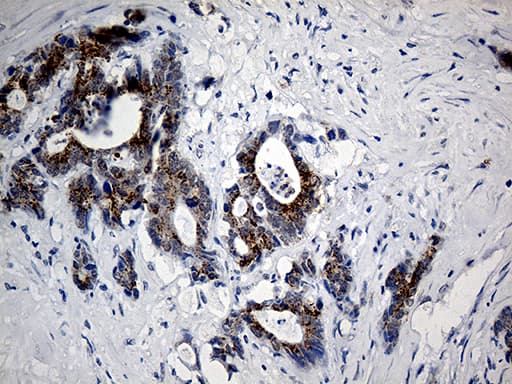 C9orf43 Antibody (clone OTI2G6)