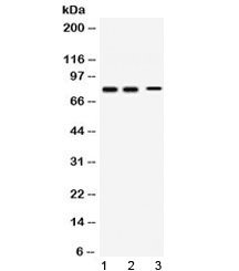 SYN1 / Synapsin 1 Antibody