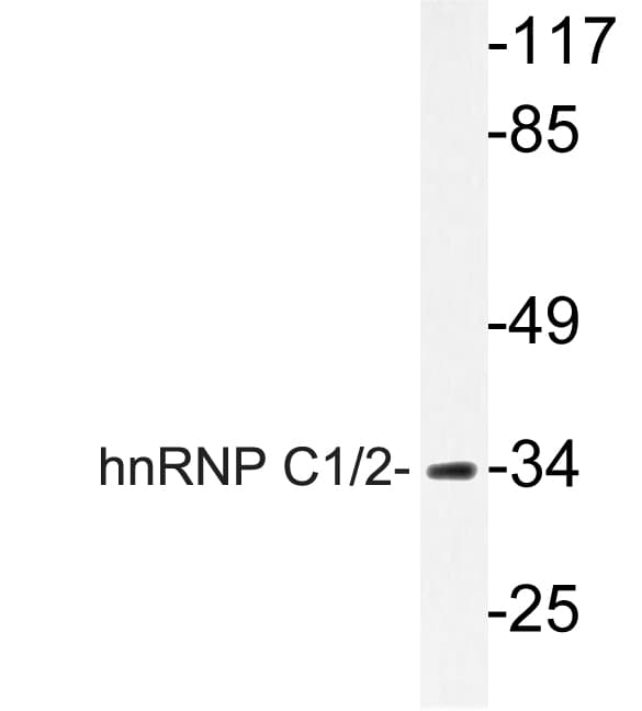 HNRNPC / HNRNP C Antibody (Gly256)