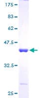 Human POLR2J Protein (Recombinant GST)