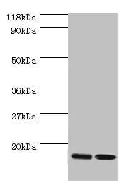 IHC-plus™ Polyclonal Rabbit anti-Human RPL27 / Ribosomal Protein L27 Antibody (IHC, WB)