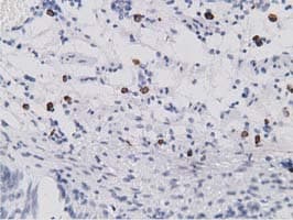 SDR9C7 Antibody (clone OTI4B5)