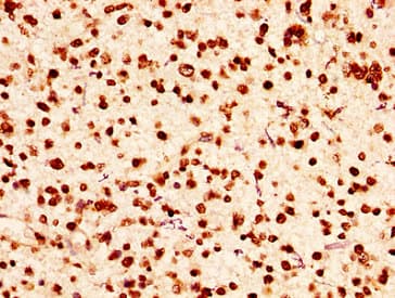 HIST1H2AI Antibody