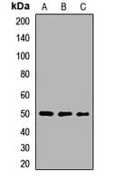 MAGEA4 Antibody