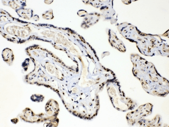 HMG1 / HMGB1 Antibody