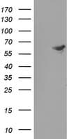 FTCD / 58K Golgi Protein Antibody (clone OTI4C3, Carrier-free)