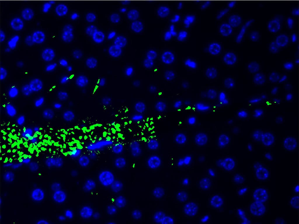 CFL1 / Cofilin Antibody (phospho-Ser3)