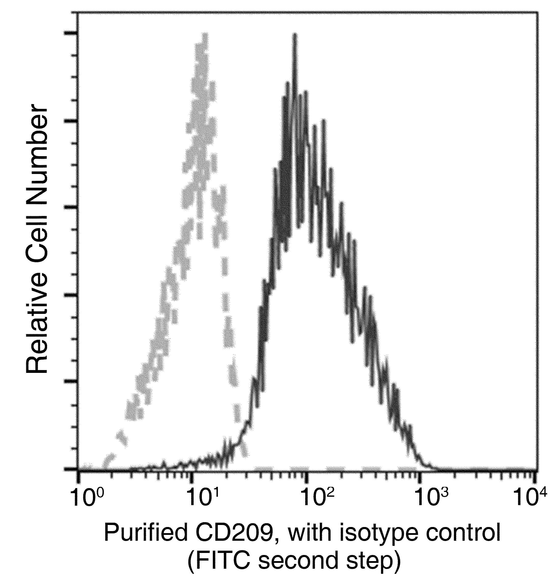 Monoclonal Rabbit anti-Human CD209 / DC-SIGN Antibody (clone 037, Preservative Free)