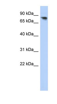 Polyclonal Rabbit anti-Human PCDHA12 Antibody (aa107-156, WB)