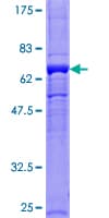 Human GB5 / GNB5 Protein (Recombinant GST)