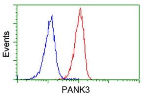 Monoclonal Mouse anti-Human PANK3 Antibody (clone OTI3C4, WB)