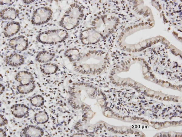TAF11 Antibody (clone 3G6)