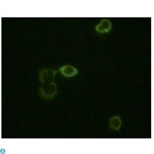 Monoclonal Mouse anti-Human ABL2 Antibody (IF, WB)
