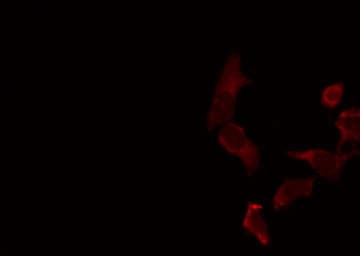 ECI2 / PECI Antibody