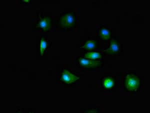 TTC19 Antibody