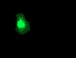 RGS5 Antibody (clone OTI 3H6)
