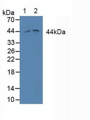 MAP2K2 / MKK2 / MEK2 Antibody (aa86-331, APC)