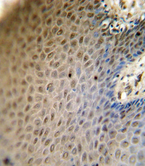 SREBF2 / SREBP2 Antibody (aa399-427)